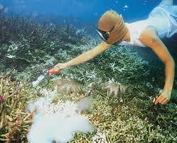 This marine aquarium fish collector squirts cyanide into a thicket of staghorn corals (Acropora sp.). This destructive technique is illegal in most areas but poorly enforced. Image: Save the Philippine Coral Reefs